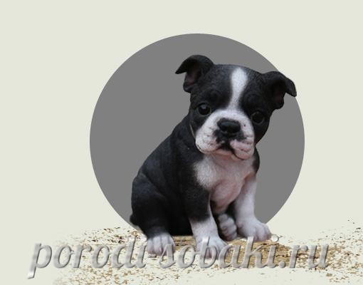 Щенок бостон терьера