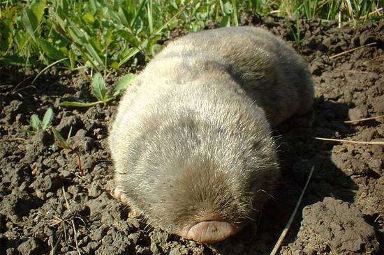 фото-bukovinskiy