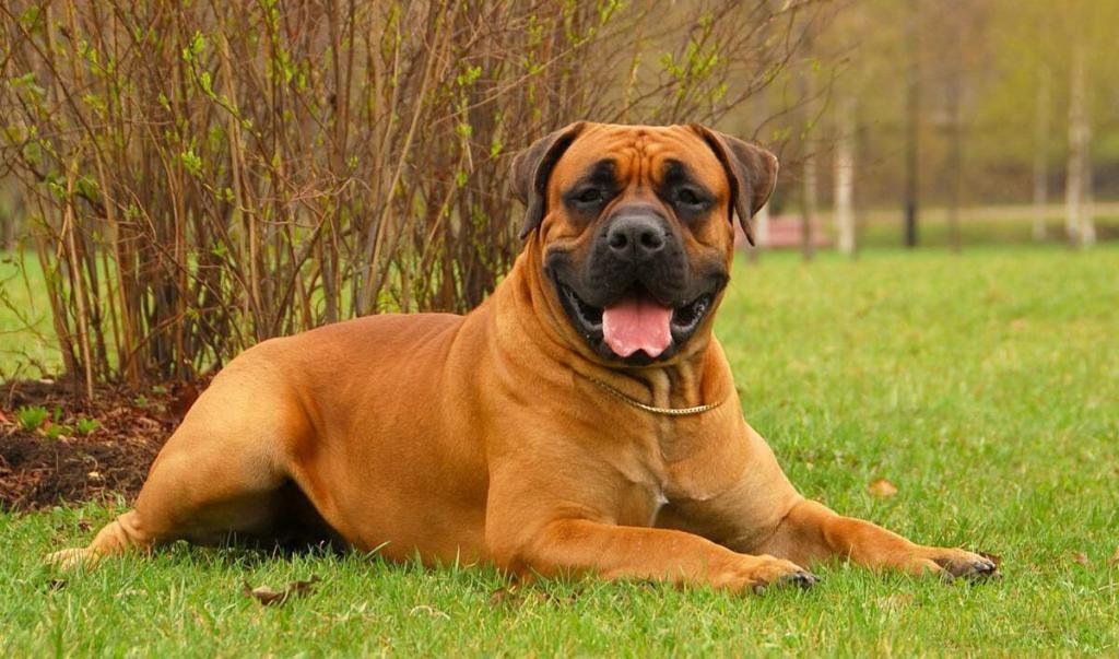 Бурбуль - описание породы, характер и содержание.