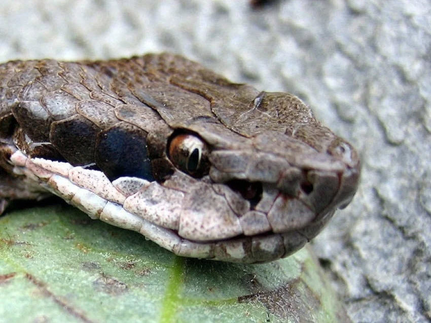 Голова щитомордника крупным планом