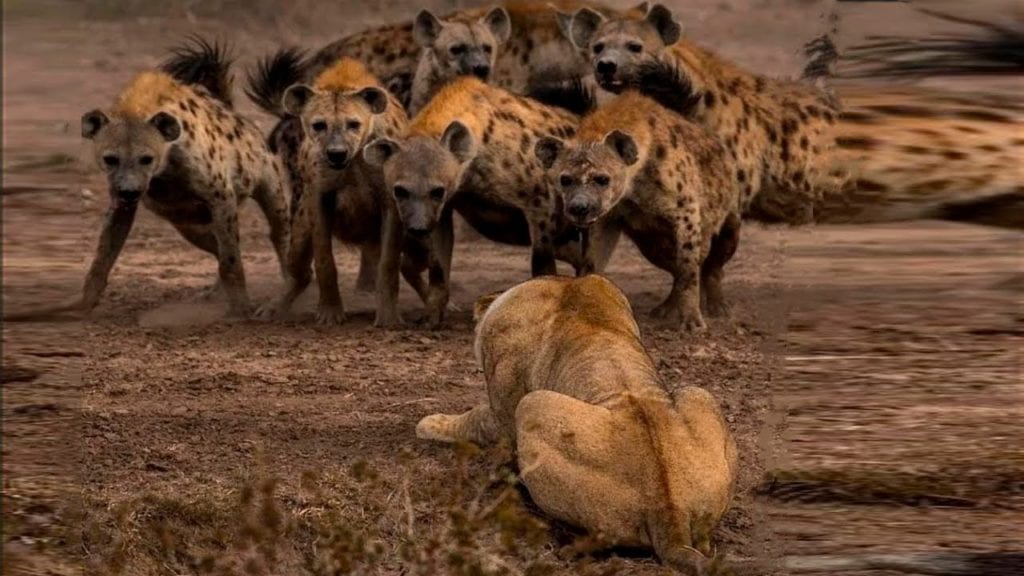 главные враги львов главные враги львов