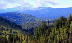 Таежный пейзаж Тайга Описание, расположение, особенности, фото и видео