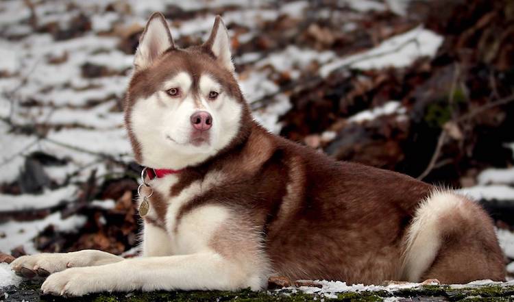 Описание породы хаски: внешний вид собак, особенности характера, плюсы и минусы, основные правила ухода
