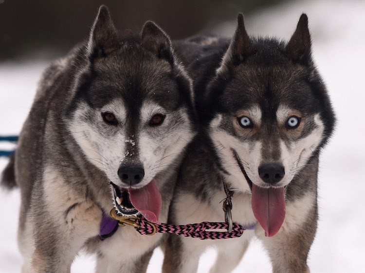 Описание породы хаски: внешний вид собак, особенности характера, плюсы и минусы, основные правила ухода