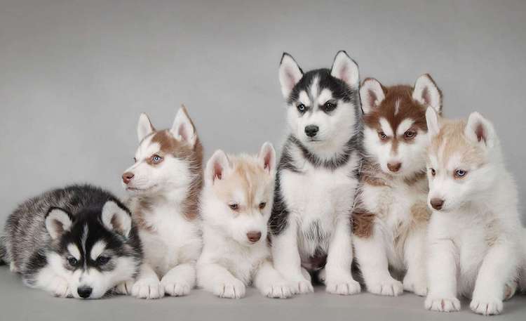 Описание породы хаски: внешний вид собак, особенности характера, плюсы и минусы, основные правила ухода