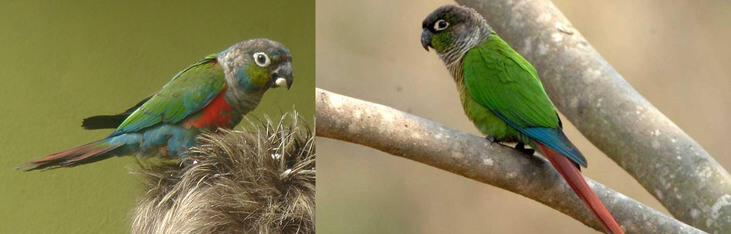 Домашние попугаи: виды, породы