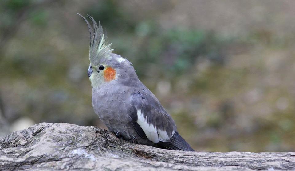 Имя кореллы