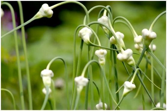 Чеснок: природный отпугиватель змей