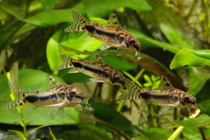 Карликовый коридорас