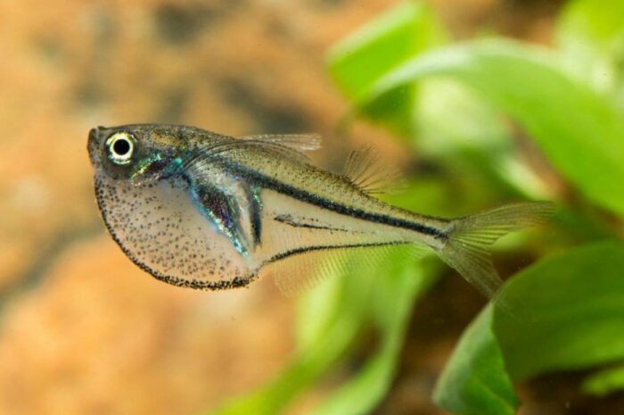 Клинобрюшка пигмей