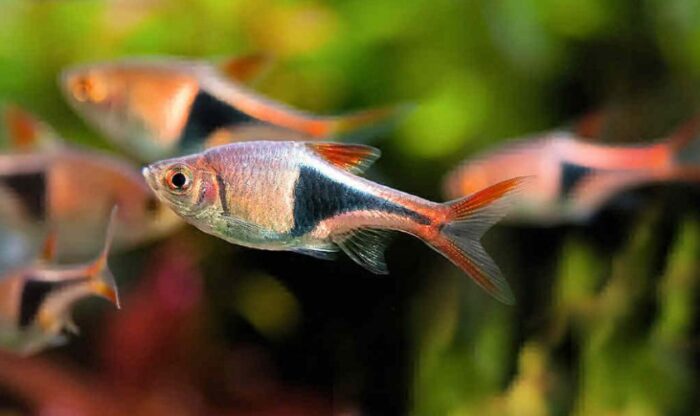 Клинопятнистая