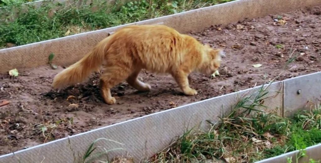 фото-kot-oxotitsya