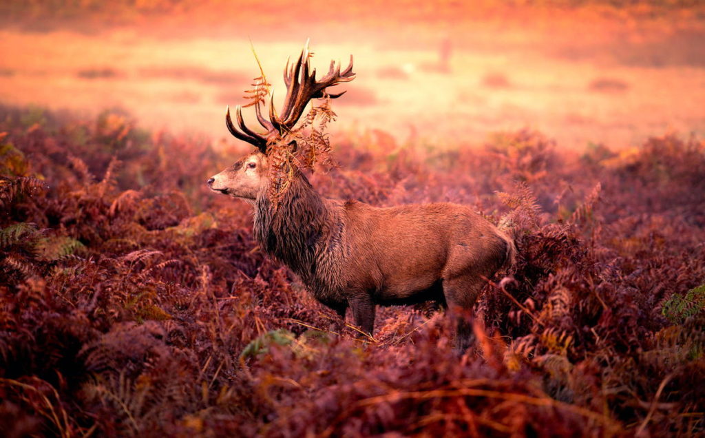 Почему и когда олени сбрасывают рога