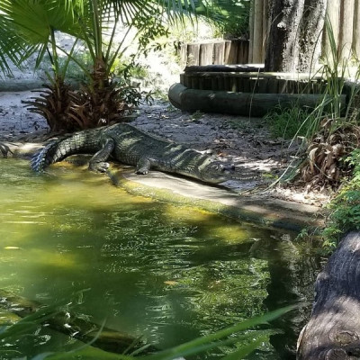 Гавиал: внешний вид, описание, питание и размножение