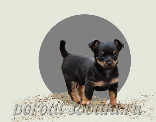 Щенок ланкаширского хилера