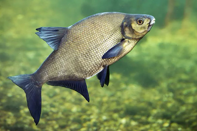 Отличительные особенности густеры от подлещика и леща