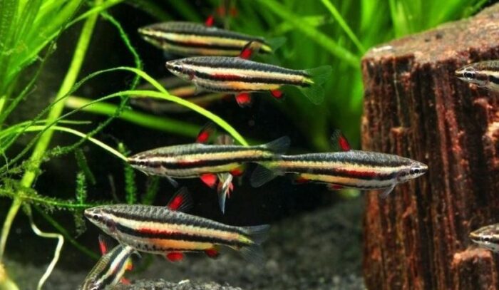 Нанностомус маргинатус