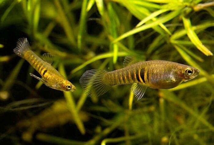 Неогетерандрия элеганс