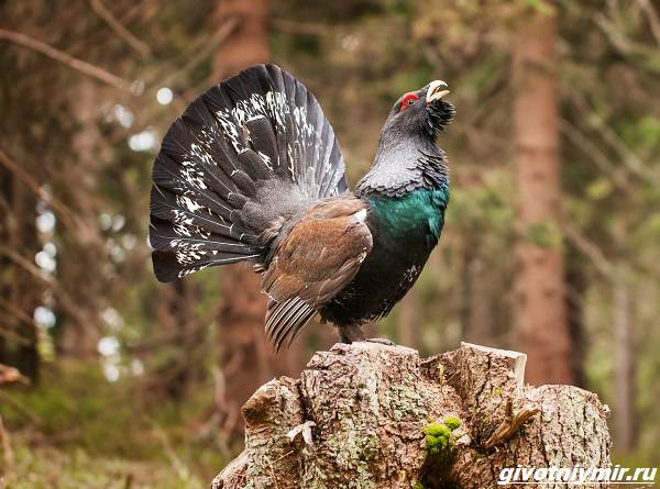 Охота-на-глухаря-разными-способами-4