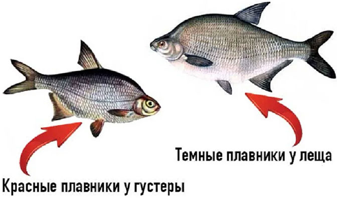Отличительные особенности густеры от леща