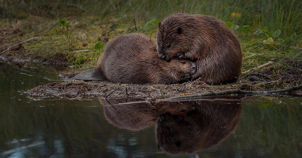 Речной бобр из Красной книги - описание и внешний вид, чем питается и где обитает