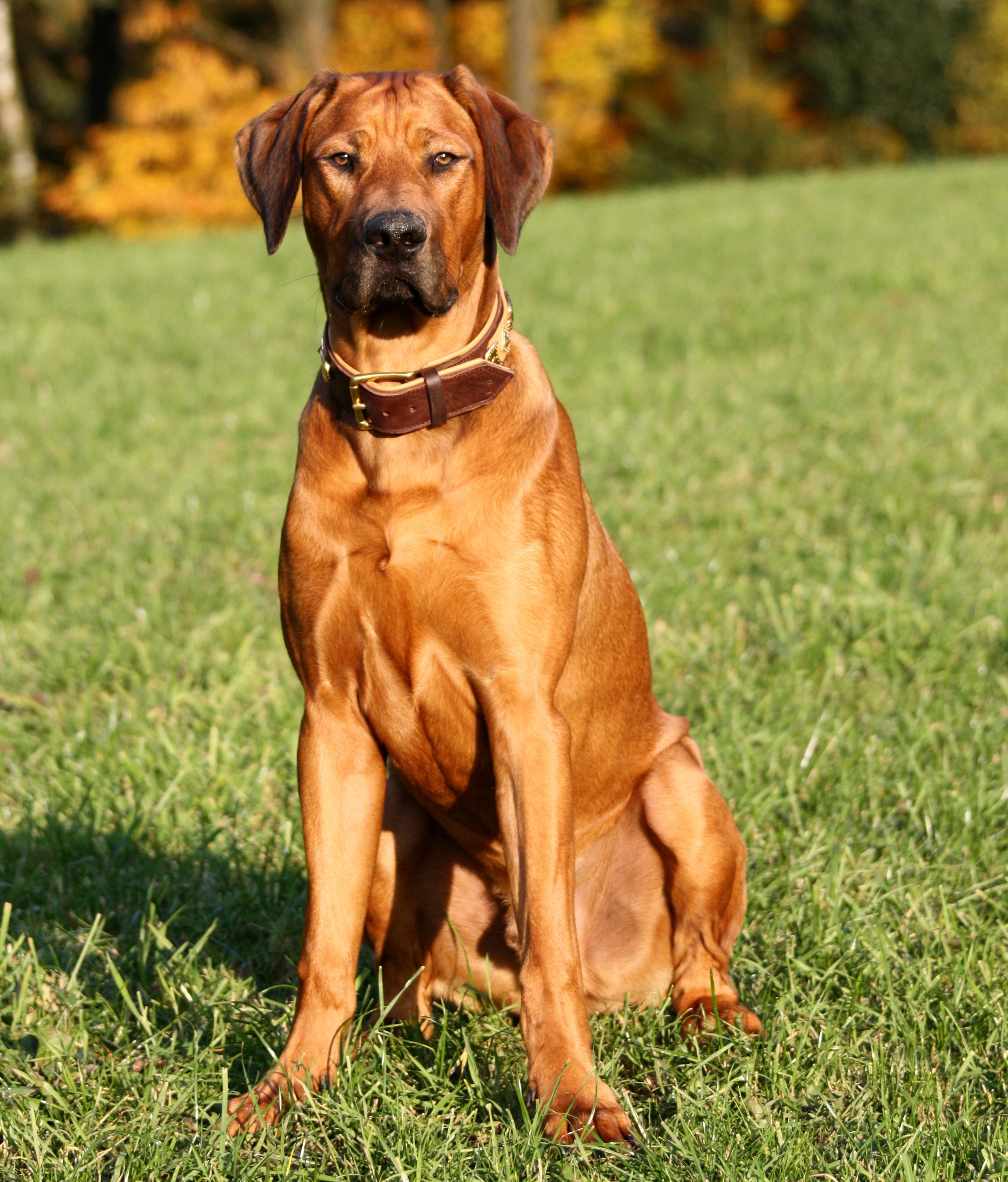 Тренировка риджбека