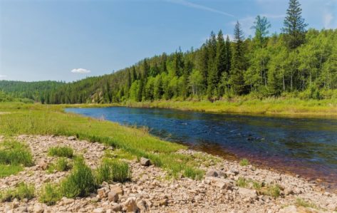 Таежный пейзаж Тайга Описание, расположение, особенности, фото и видео