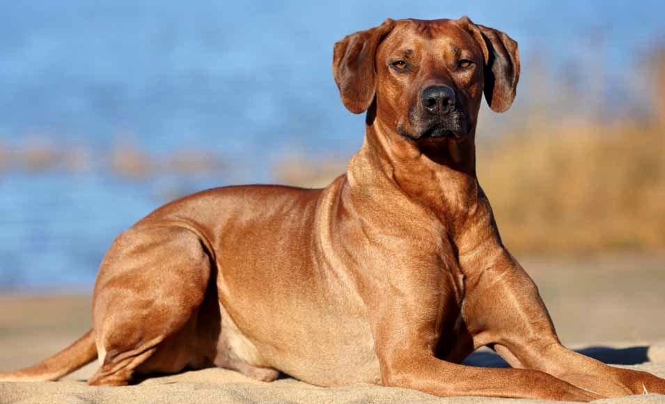 Родезийский риджбек – плюсы и минусы