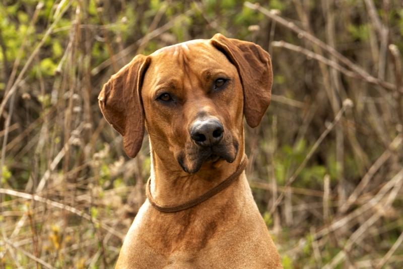 Родезийский риджбек - История