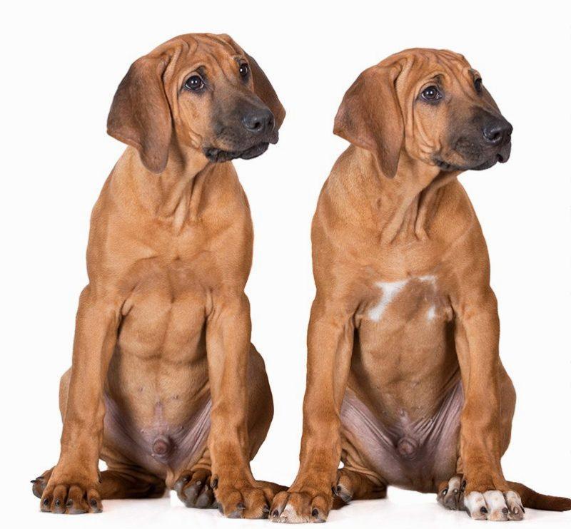 Родезийский риджбек – выбор питомца