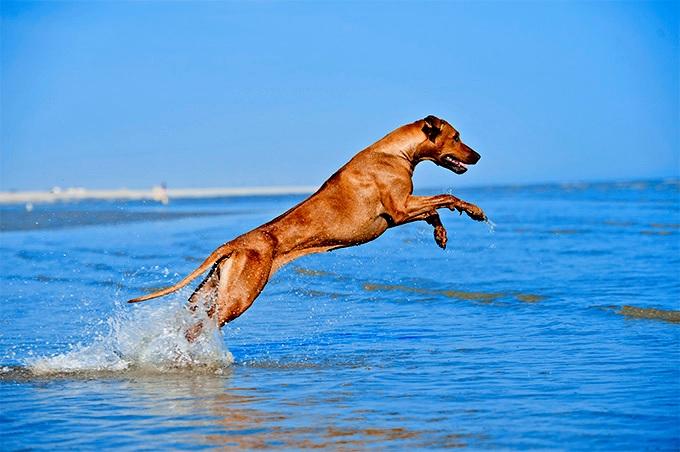 Родезийский риджбек - тело собаки