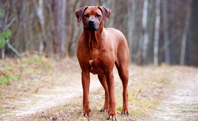Родезийский риджбек сторожевая собака
