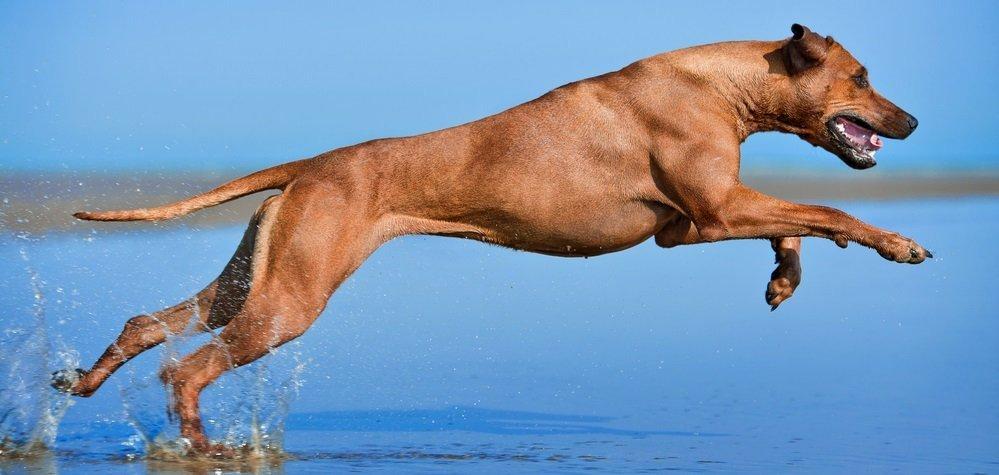 Родезийский риджбек – гигиена