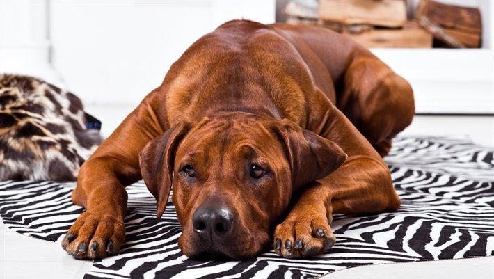 Родезийский риджбек – окрас и тип шерсти