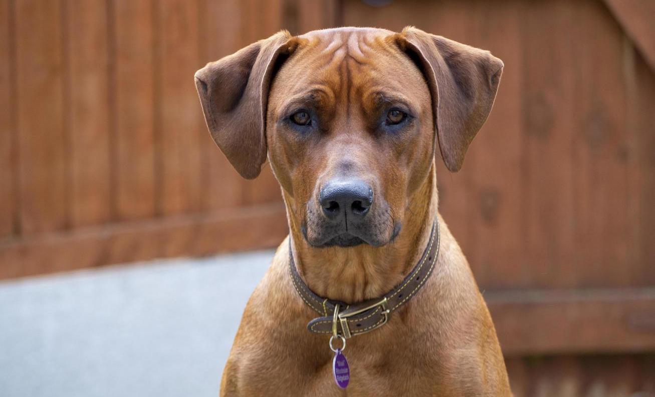 Родезийский риджбек - голова