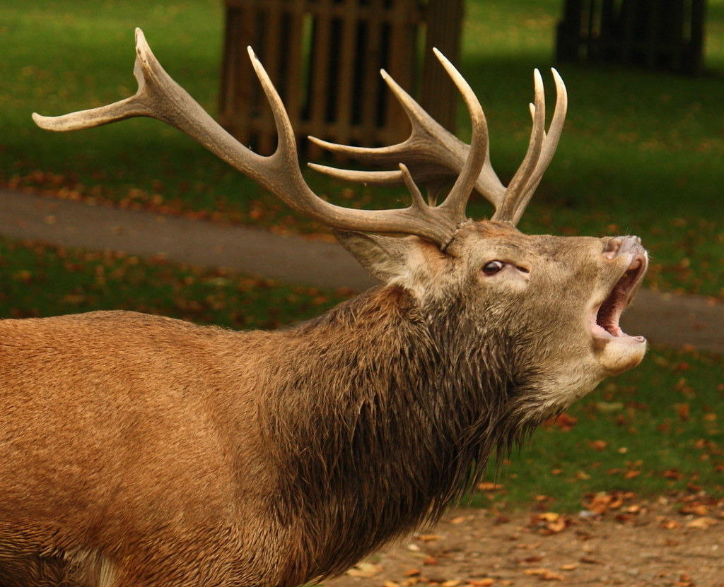Почему и когда олени сбрасывают рога
