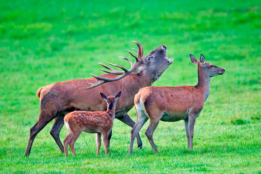 Почему и когда олени сбрасывают рога