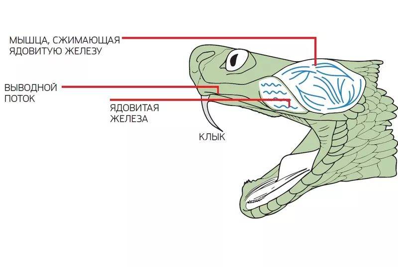 строение головы Тайпана Маккоя