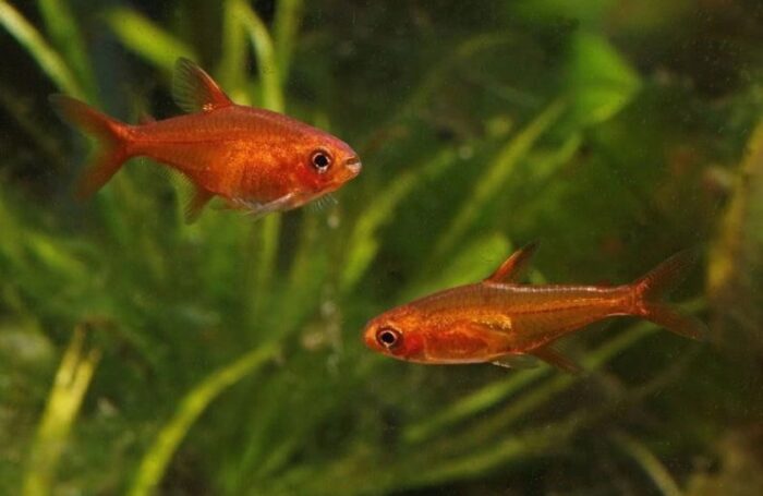 Тетра аманда