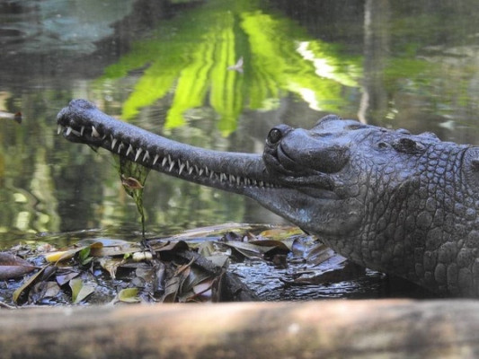 Гавиал: внешний вид, описание, питание и размножение