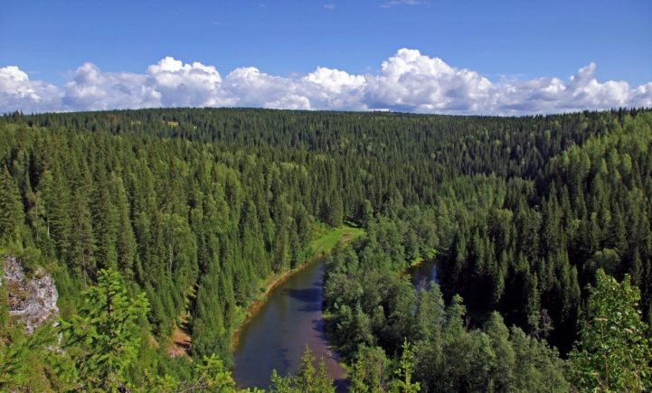 Таежный пейзаж Тайга Описание, расположение, особенности, фото и видео