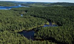 Таежный пейзаж Тайга Описание, расположение, особенности, фото и видео