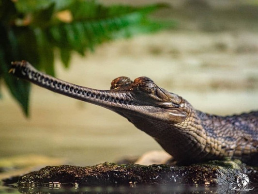 Гавиал: внешний вид, описание, питание и размножение