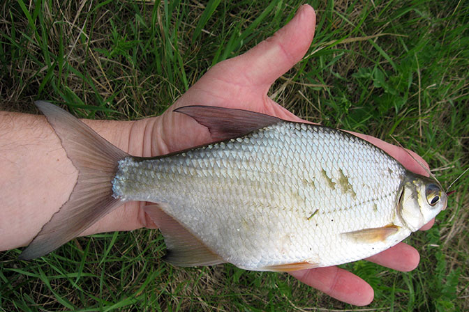 Возраст и размеры густеры