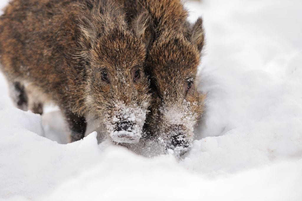 дикий кабан дикий кабан