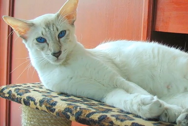 Яванская кошка