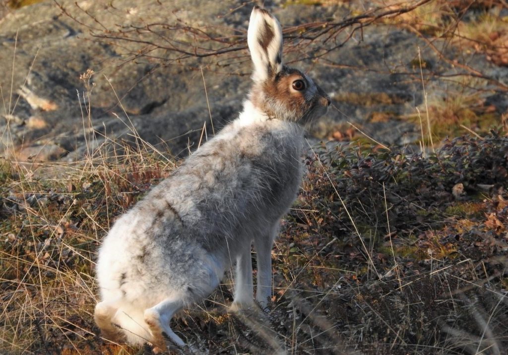 Заяц-беляк во время линьки