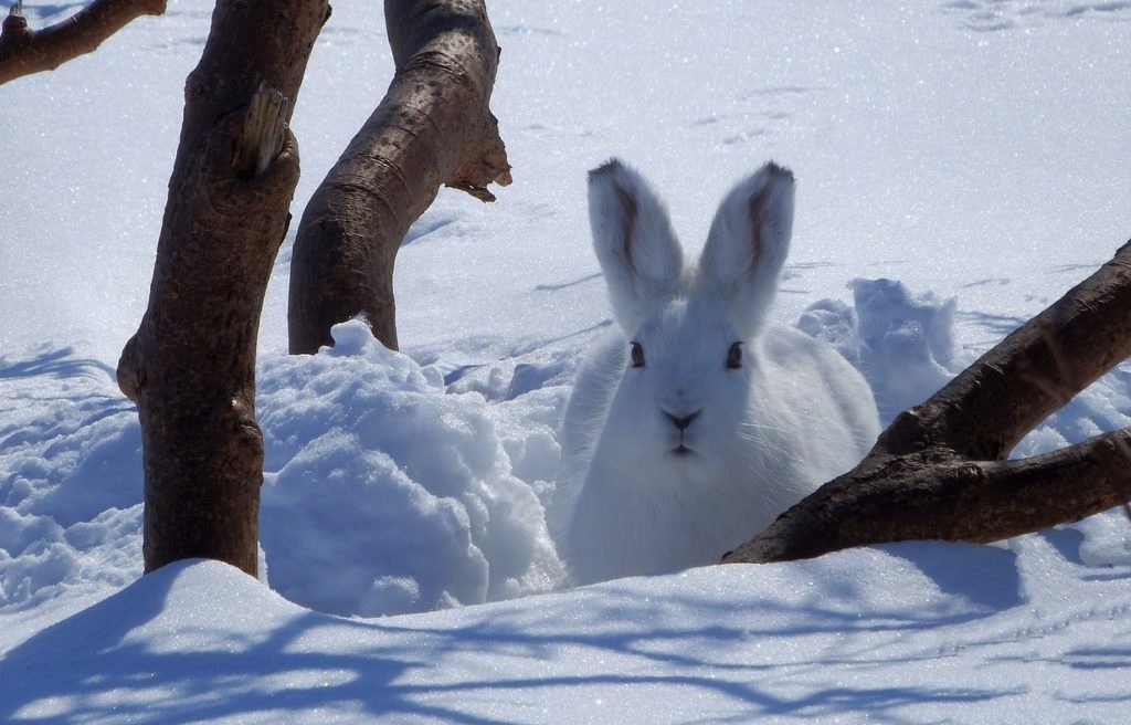 Заяц-беляк в естественных условиях