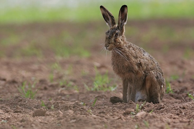 Заяц-русак во время линьки