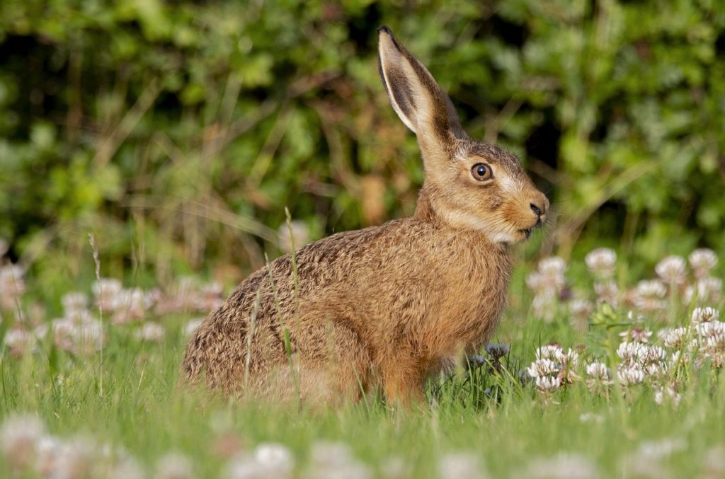 Заяц-русак в естественных условиях